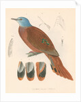Columba (peristera) puella by unknown