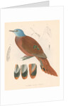 Columba (peristera) puella by unknown