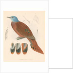 Columba (peristera) puella by unknown