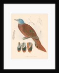 Columba (peristera) puella by unknown