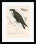 Machaerhamphus alcinus by unknown