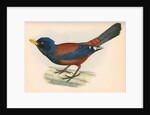 Garrulus lidthii by unknown