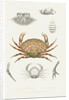 Studies of three crabs by Unknown