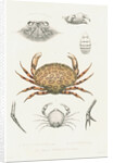 Studies of three crabs by Unknown