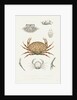 Studies of three crabs by Unknown