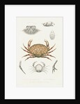 Studies of three crabs by Unknown