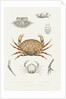 Studies of three crabs by Unknown