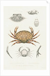 Studies of three crabs by Unknown
