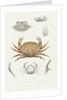 Studies of three crabs by Unknown