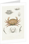 Studies of three crabs by Unknown