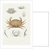 Studies of three crabs by Unknown