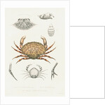 Studies of three crabs by Unknown