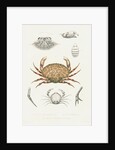 Studies of three crabs by unknown