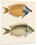 Studies of two fishes by Unknown