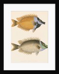 Studies of two fishes by Unknown