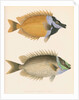 Studies of two fishes by Unknown