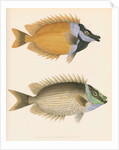 Studies of two fishes by Unknown