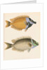 Studies of two fishes by Unknown