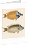 Studies of two fishes by Unknown