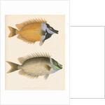 Studies of two fishes by Unknown