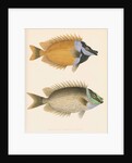 Studies of two fishes by unknown