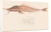 Peristedion laticeps by Unknown