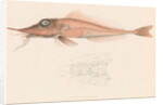 Peristedion laticeps by Unknown