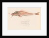 Peristedion laticeps by Unknown