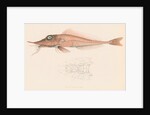 Peristedion laticeps by Unknown