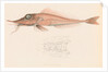 Peristedion laticeps by Unknown