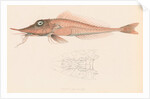 Peristedion laticeps by Unknown