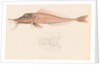 Peristedion laticeps by Unknown