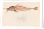 Peristedion laticeps by Unknown