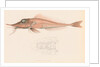 Peristedion laticeps by Unknown