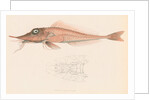 Peristedion laticeps by Unknown