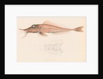 Peristedion laticeps by unknown