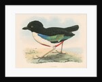Pitta maxima by unknown