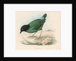 Pitta melanocephala by unknown