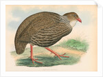 Francolinus ahantensis by unknown