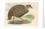 Francolinus ahantensis by unknown
