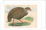 Francolinus ahantensis by unknown