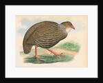 Francolinus ahantensis by unknown