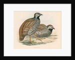 Francolinus pelii by unknown