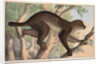 Stenops potto by Unknown