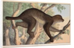 Stenops potto by Unknown