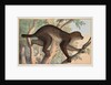 Stenops potto by Unknown