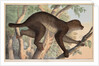 Stenops potto by Unknown