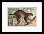 Stenops potto by unknown