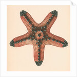 Oreaster muricatus by unknown