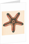 Oreaster muricatus by unknown